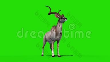 库杜非洲羚羊Dies绿屏3D渲染动画